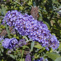 Arbre à papillons 'Adonis blue Adokeep' / Buddleia davidii 'Adonis blue Adokeep'